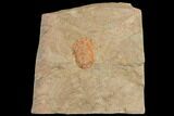Orange, Ordovician Asaphellus Trilobite - Morocco #141857-1
